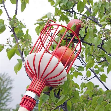 Fruit Picker Harvester Basket With Cushion To Prevent Bruising Easily Reach Tool | eBay