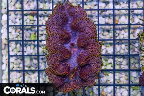 Maxima Clam – Australia | Corals.com