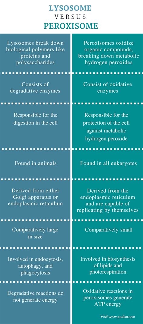 Difference Between Lysosome and Peroxisome | Characteristics, Structure, Function