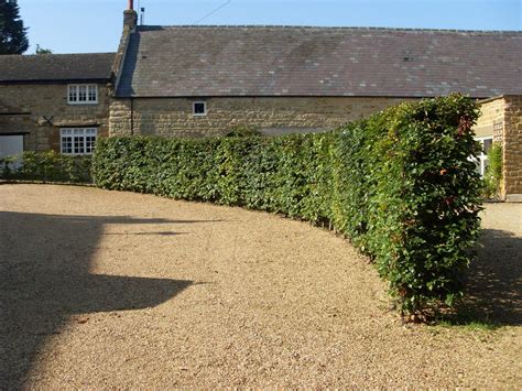 Practicality Brown | Beech Instant Hedge on a curve