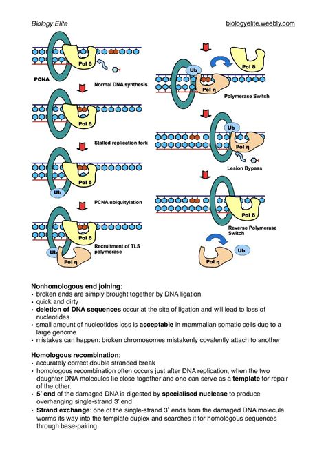 DNA replication, repair and recombination Notes