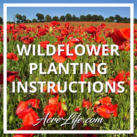 Wildflower Seed Planting Instructions - Acre Life Gardening