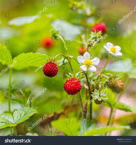 44,150 Strawberry Blossom Images, Stock Photos & Vectors | Shutterstock