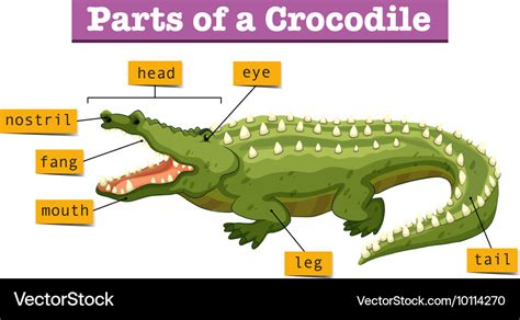 Diagram showing parts of crocodile Royalty Free Vector Image