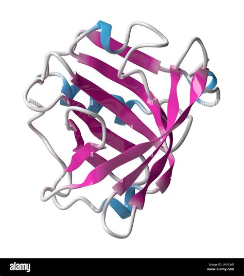 Bovine beta-lactoglobulin protein. Major whey protein, present in cow ...