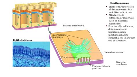 Type of Cell Junctions - Desmosome, Hemidesmosomes and Gap Junctions ...