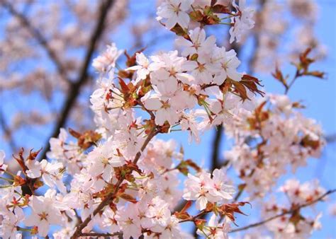 12 Best Places to See Cherry Blossoms in Hokkaido (2022 Guide) | LIVE JAPAN travel guide