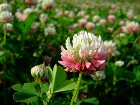 Alsike Plant Information - Growing Hybridum Alsike Clover In The Garden