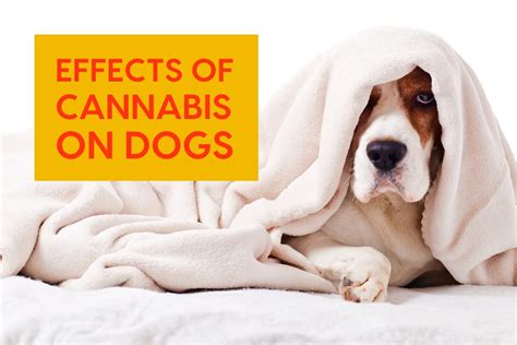 THC (Cannabis/Weed) & Dogs: Symptoms, What to Do & More | Pupford