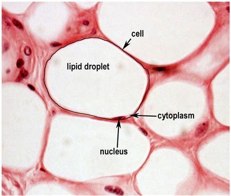 adipose tissue | Anatomy and physiology, Vet medicine, Cell