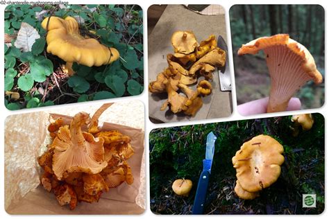 Chanterelle Mushrooms | Postcards from the Road