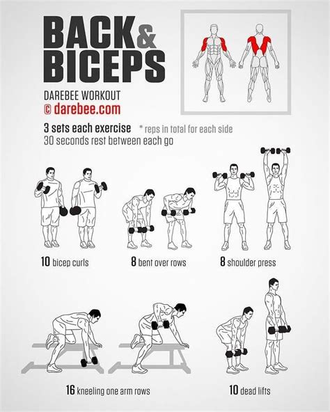 Biceps Workout With Dumbbells