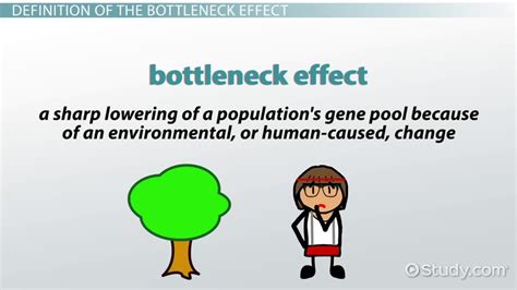 The Bottleneck Effect in Biology | Definition & Examples - Lesson | Study.com