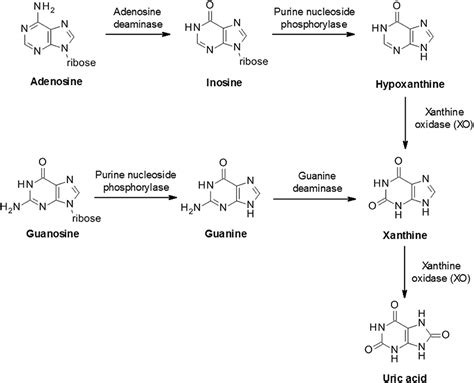 Frontiers | Physiology of Hyperuricemia and Urate-Lowering Treatments