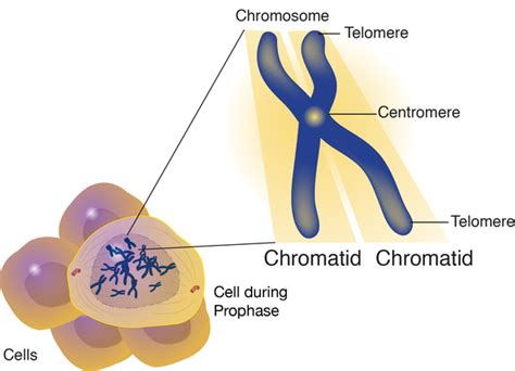 Bloom syndrome: MedlinePlus Genetics