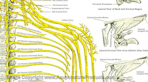 Vertebral Subluxation Spinal Nerves Chart