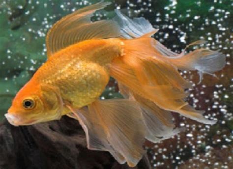 Goldfish Care - Types | Pictures | Diseases and Treatment: Veiltail Goldfish Pictures