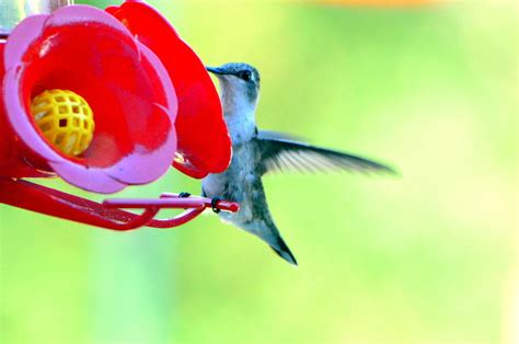 Hummingbird Feeding Photograph by Mark Madion - Fine Art America