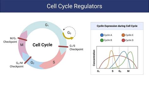 Cell Cycle Assay With Flow Cytometry: Detailed Protocol