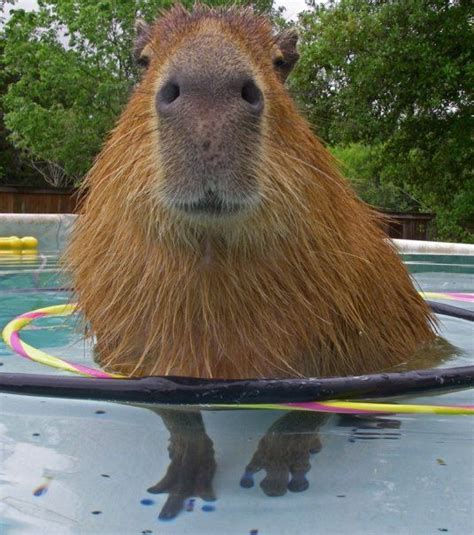 Capybara Petting Zoo