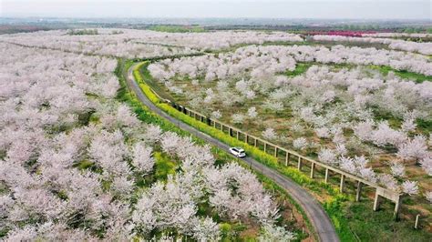 Sea of full-bloomed flowers in E China - CGTN