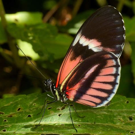 Heliconius melpomene hybrid | more photos from around Mindo … | Flickr