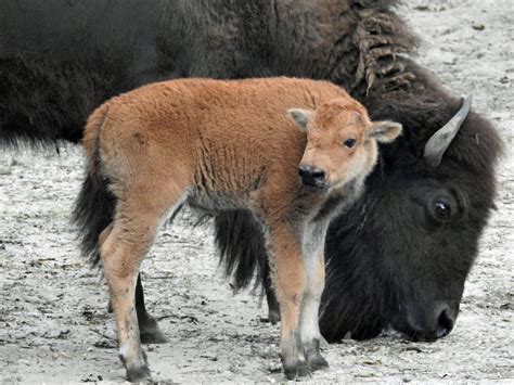 Baby Bison Born at Cape May County Zoo