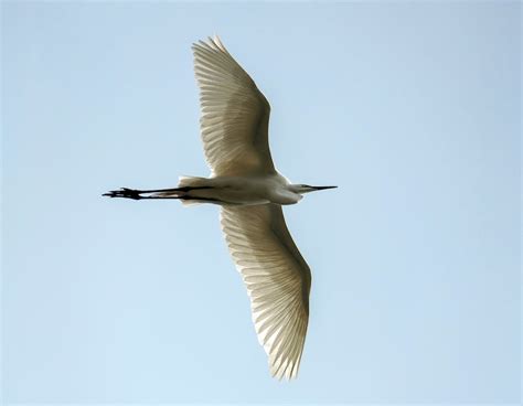 Flying Little Egret · Free Stock Photo