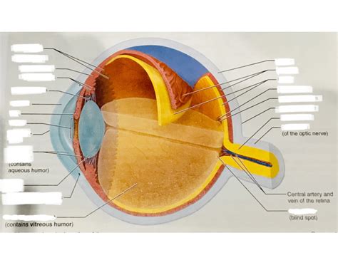 Internal Anatomy of Right Eye Quiz