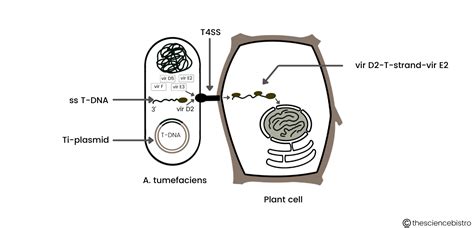 Mechanism of Agrobacterium mediated gene transfer - The Science Bistro