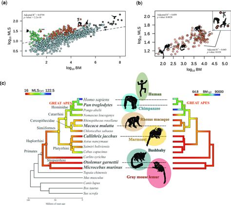 The evolution of BM and MLS across primates. (a) PGLS models... | Download Scientific Diagram