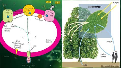 Chemiosmotic Hypothesis || Photosynthesis || Class 11 Biology - YouTube