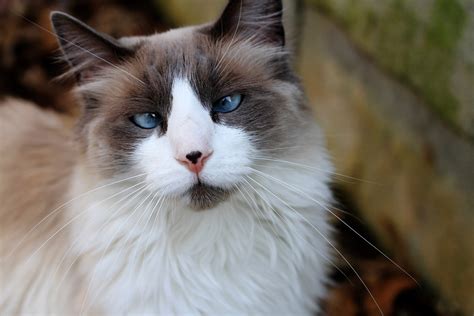 Cross Eyed Cat Free Stock Photo - Public Domain Pictures