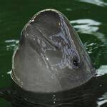 Indus River Dolphin | Species | WWF
