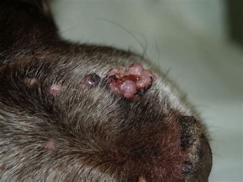 Skin: cutaneous papilloma in Dogs (Canis) | Vetlexicon