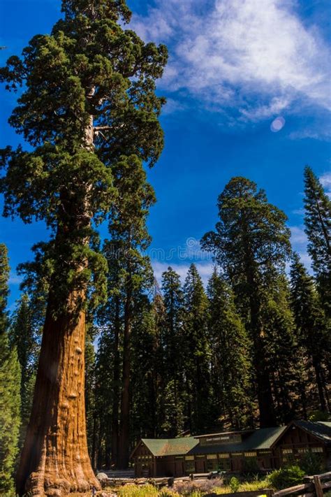 Giant Sequoia Tree, Giant Forest, California USA Stock Image - Image of ...