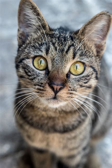 Gorgeous cat with beautiful, yellow eyes 😍 #yelloweyes #tabbycat # ...