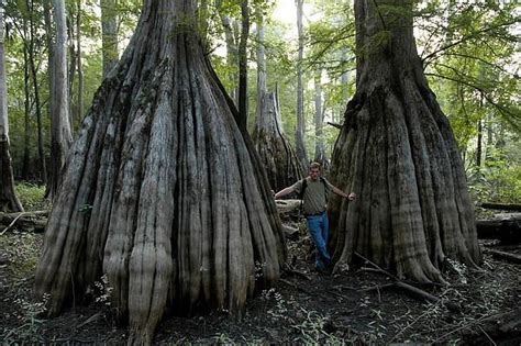 Francis Marion National Forest - All You Need to Know BEFORE You Go (2024)