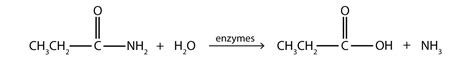 Chemical Properties of Amides: Hydrolysis