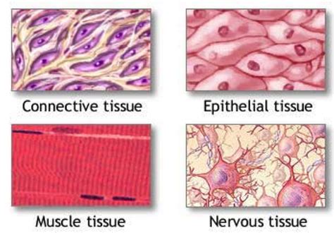 Semester 2 Biomedical Revision : 2014