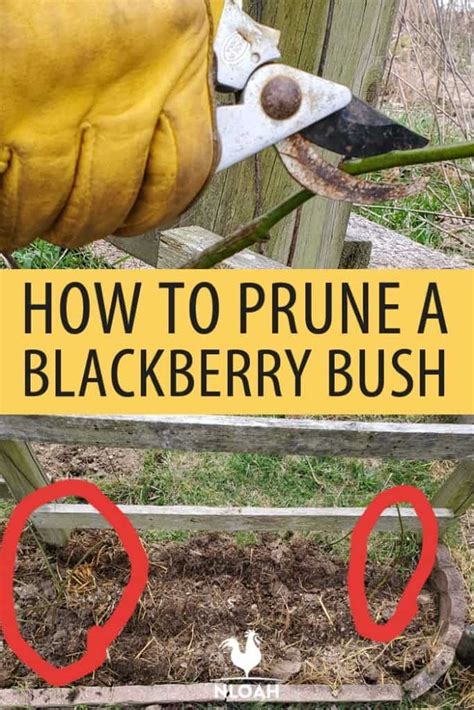 How to Prune a Blackberry Bush