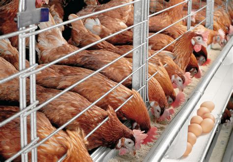 Ban on New Poultry Farms | Financial Tribune