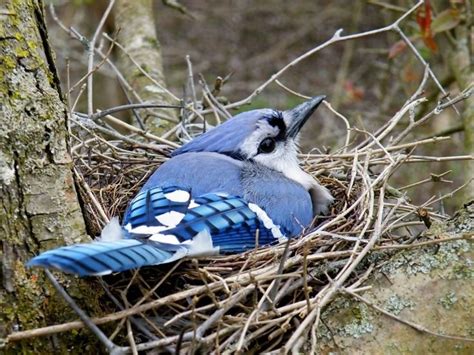 The Garden of God — Mother Blue Jay On Her Nest, by Amanda Struz ...