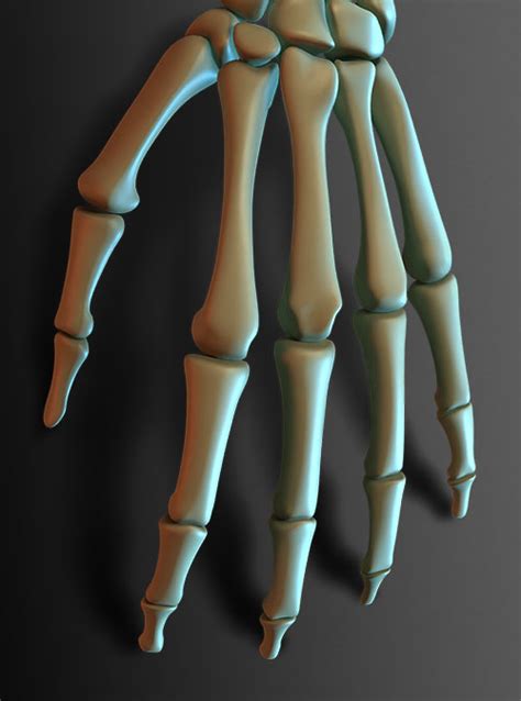 Human hand bones - Finished Projects - Blender Artists Community