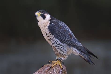 5 Types of Falcon Species in the United States (With Pictures) - Optics Mag