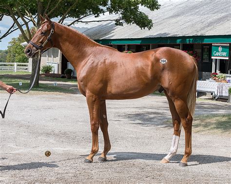 Pony Express - West Point Thoroughbreds