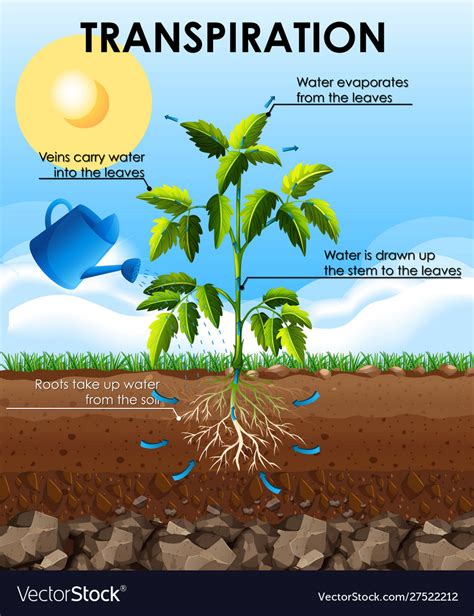 Transpiration Diagram