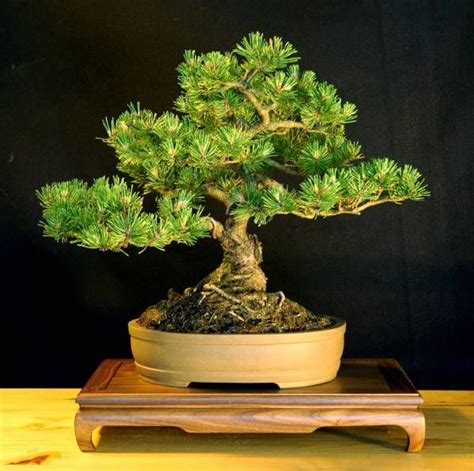 Pin by Tony Berardi on Bonsai | Indoor bonsai, Bonsai, Pine bonsai