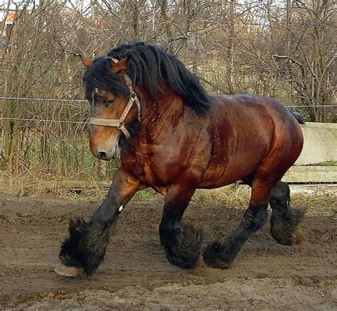 Belgian Draft Horse Info, Origin, History, Pictures