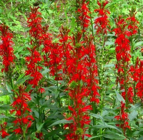 Cardinal Flower Seeds Lobelia Cardinalis F11 - Etsy